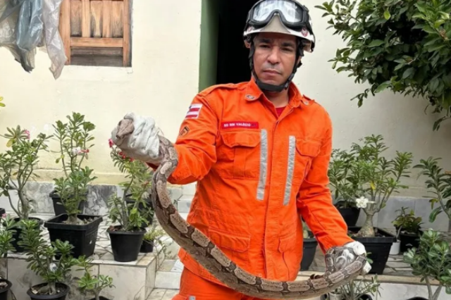 bombeiros resgatam jiboia dentro de residência