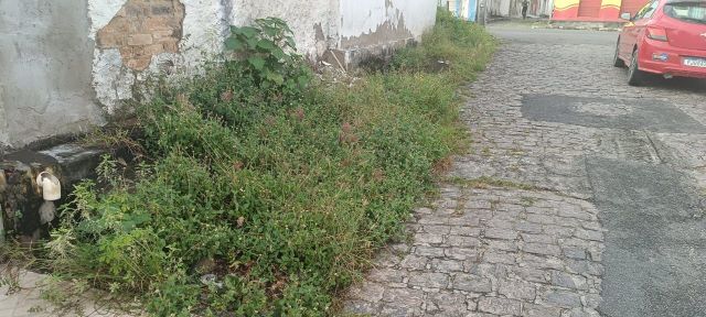 mato calçada rua artur bernardes queimadinha