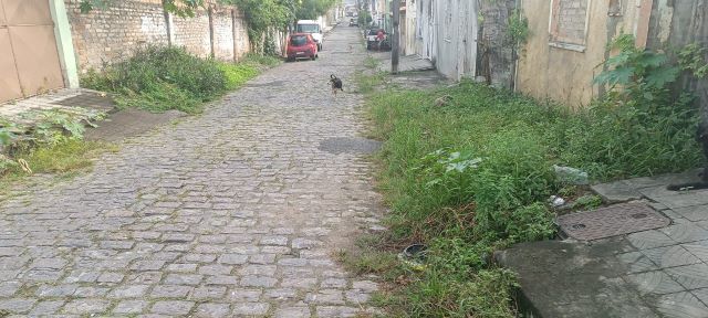 mato calçada rua artur bernardes queimadinha