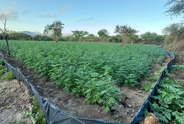 Plantação de Maconha