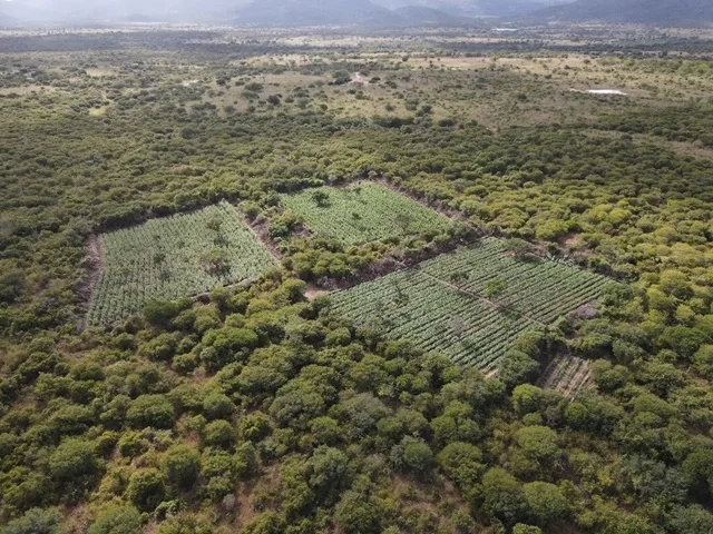 Plantação de Maconha