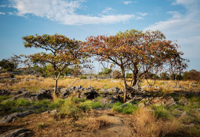 Cerrado