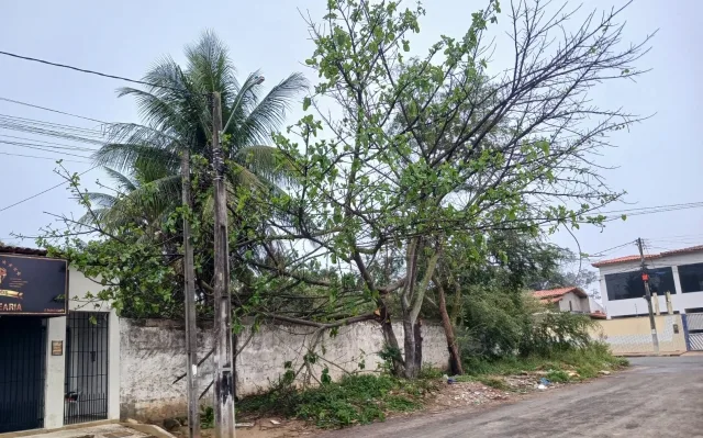 Rua São Lucas - árvore caída no bairro Jardim Sucupira, em Feira de Santana