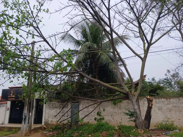 Rua São Lucas - árvore caída no bairro Jardim Sucupira, em Feira de Santana