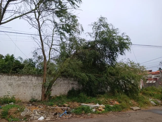 Rua São Lucas - árvore caída no bairro Jardim Sucupira, em Feira de Santana