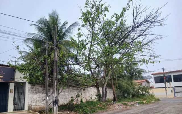 Rua São Lucas - árvore caída no bairro Jardim Sucupira, em Feira de Santana