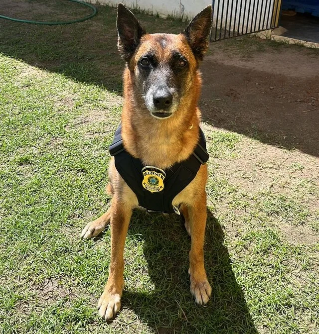 cadela k9