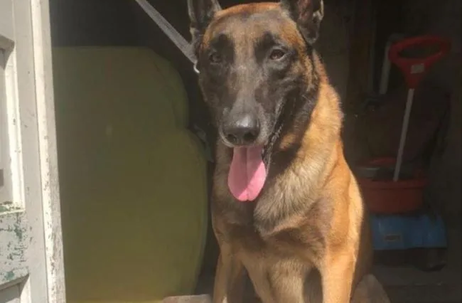 cão farejador zeus k9, da Rondesp Leste