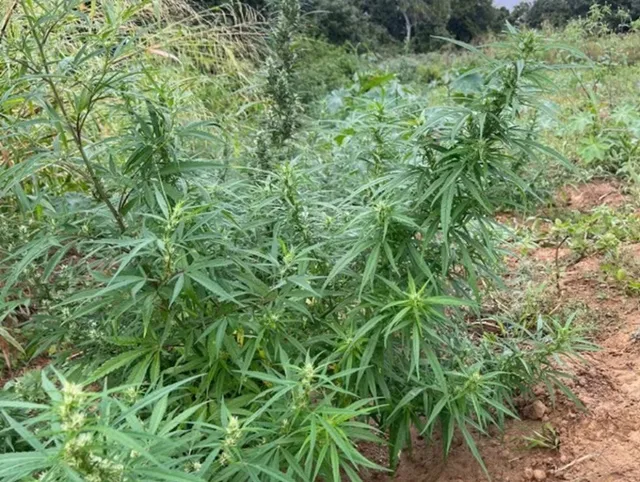 Plantação de oito mil pés de maconha é destruída pela polícia na Bahia